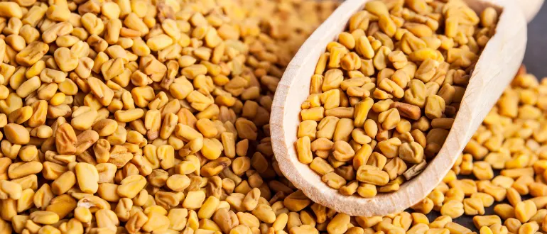Fenugreek